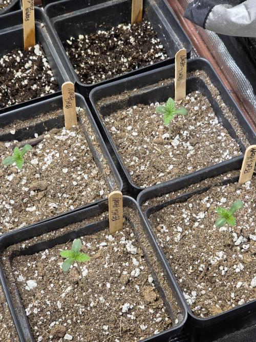 canna culture. Week 0 - peach headies by mendo dope
