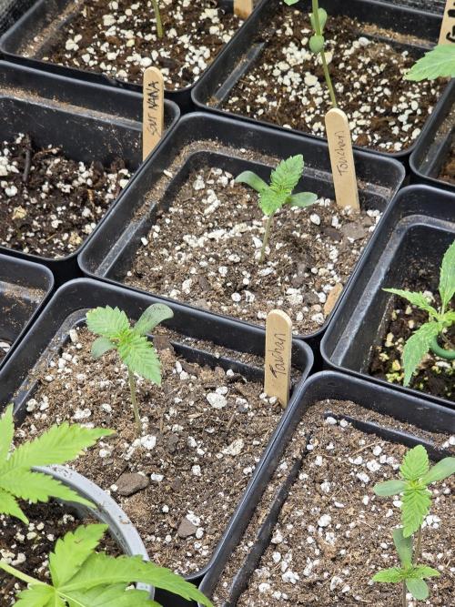 canna culture. Week 0 - touchans kush by mendo dope