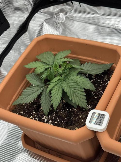 Super skunk. Week 3