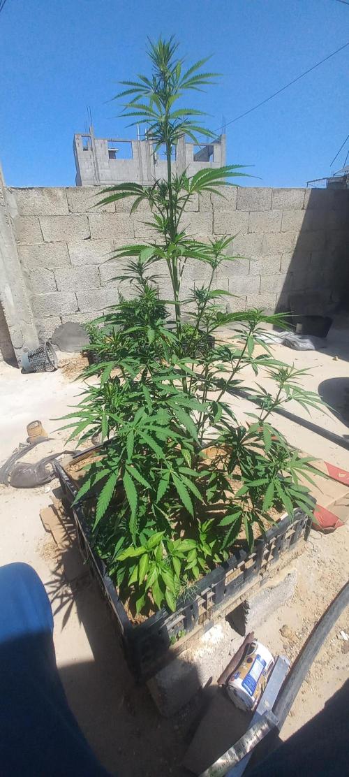 Hope of Gaza. Week 6