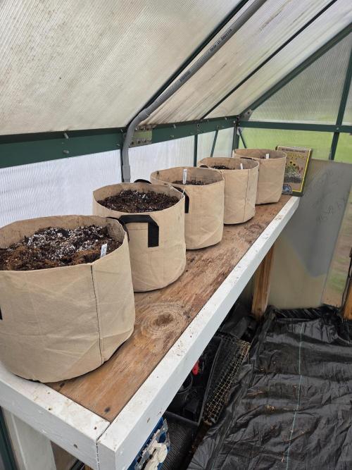 First Grow. Week 0 - Plotted sprouts on 5/30