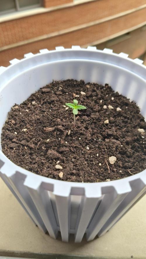 Delicious Cookies Auto. Week 1