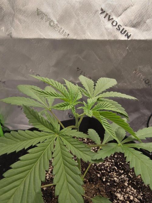 My gardn. Week 3