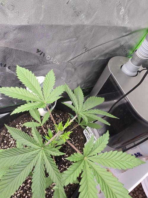 My gardn. Week 3