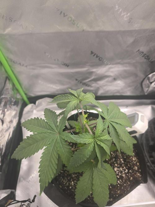 My gardn. Week 3