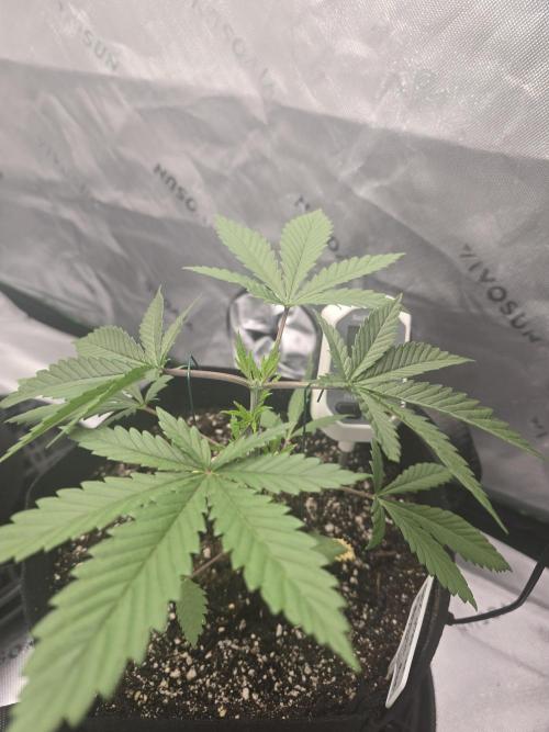 My gardn. Week 3