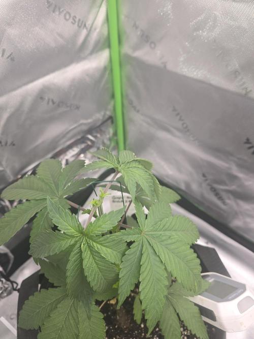 My gardn. Week 3