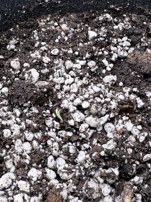 My first diary. Week 1 - planted in wet soil