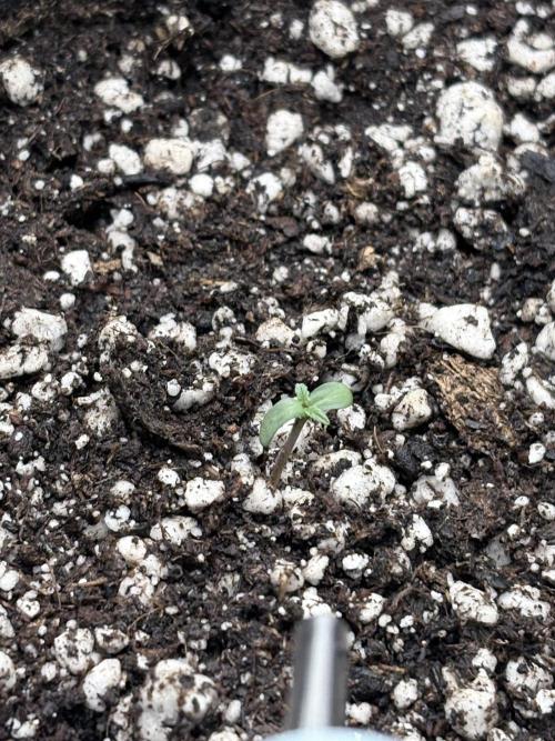 My first diary. Week 1