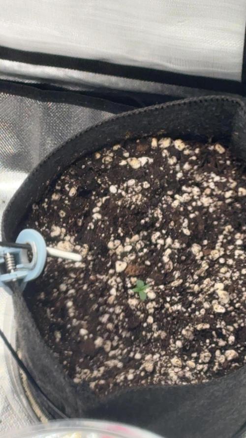 My first diary. Week 1