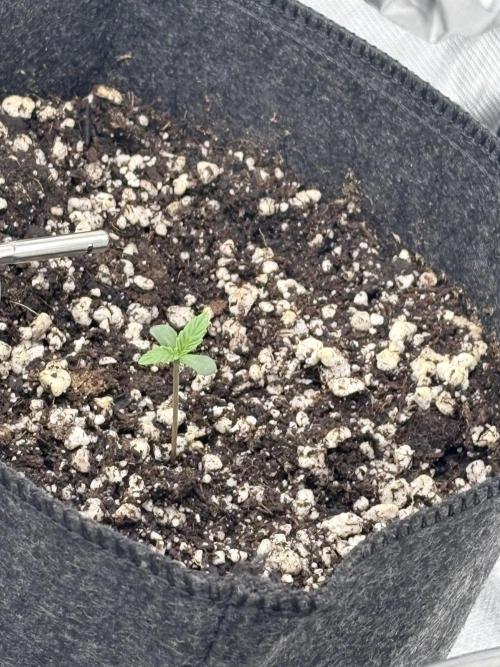 My first diary. Week 1