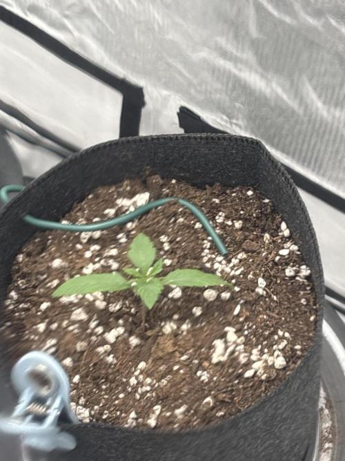 My first diary. Week 1