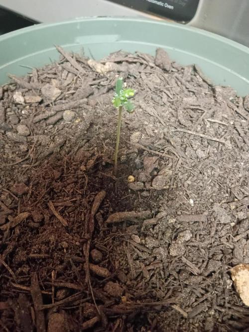 First time beginner grow. Week 0 - This is Day 6 after planting my auto flower seed directly into my soil.
