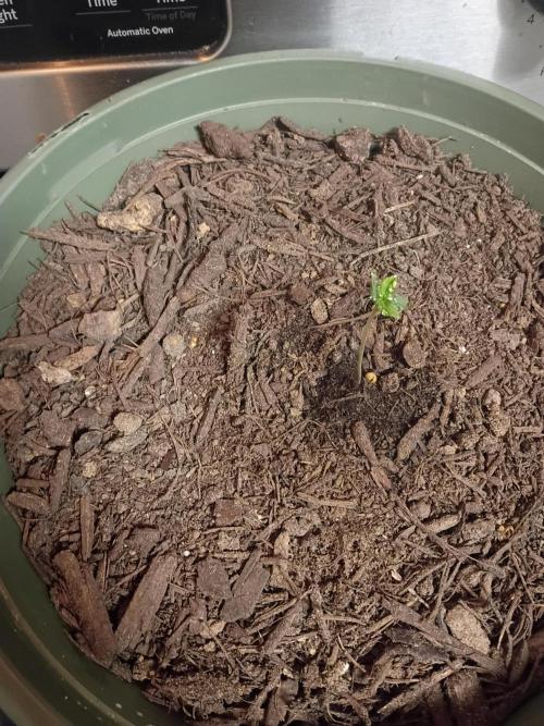 First time beginner grow. Week 0 - Seed broke ground 5/24/26 then had a little trouble with the clear sack.