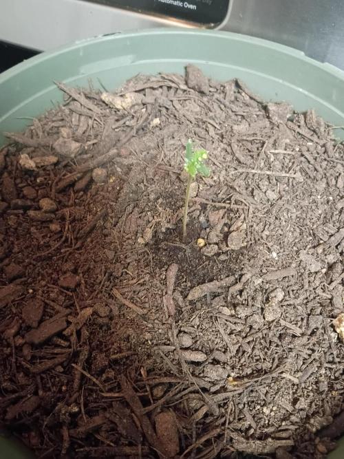 First time beginner grow. Week 0 - I waited till 5/26/26 , but ended up helping leaves break open. 