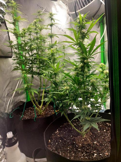 Baked Apples 🍎 😋. Week 8