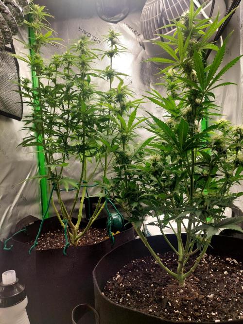 Baked Apples 🍎 😋. Week 8
