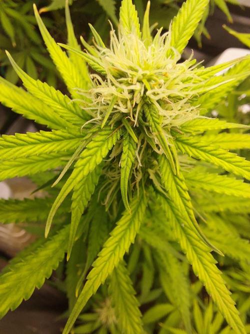 Baked Apples 🍎 😋. Week 8