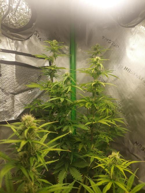Baked Apples 🍎 😋. Week 8