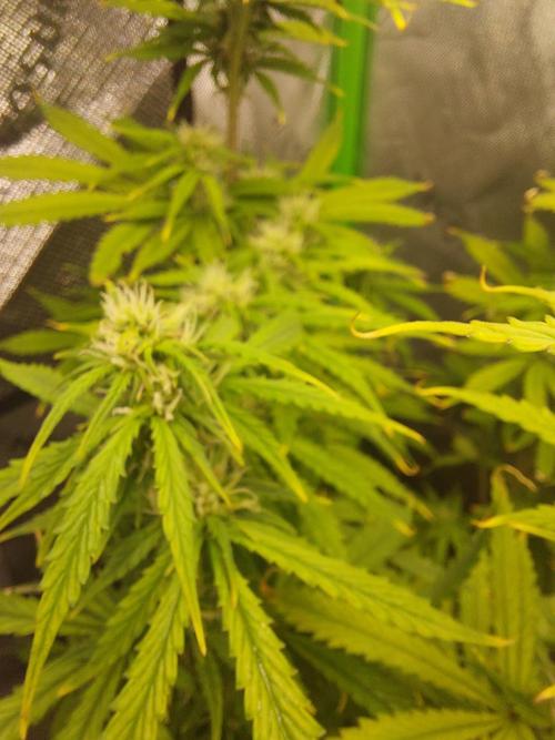 Baked Apples 🍎 😋. Week 8
