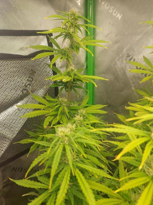 Baked Apples 🍎 😋. Week 8
