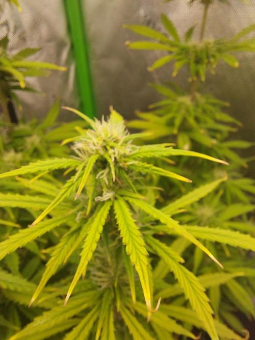 Baked Apples 🍎 😋. Week 8