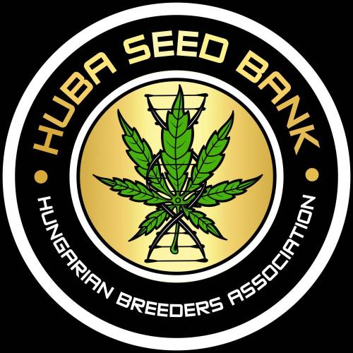 Bangi Haze x Tom Hill Haze regular. Week 0 - Ich bin Mitglied im Ambassador-Programm von Huba Seeds