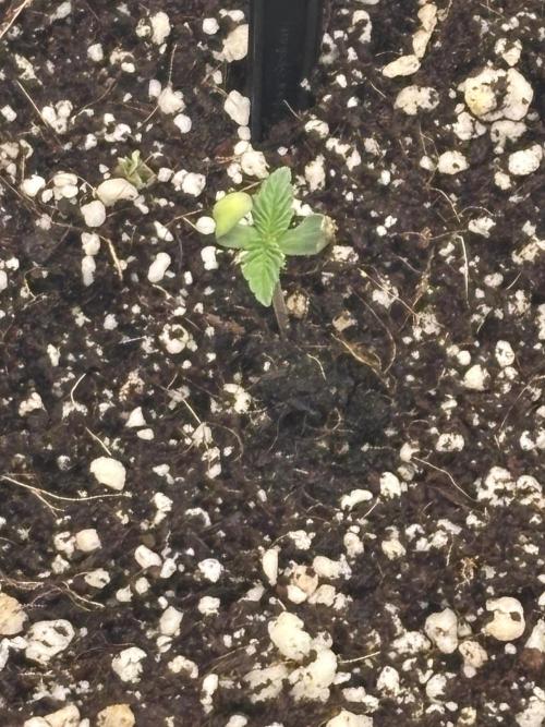 Bangi Haze x Tom Hill Haze regular. Week 1