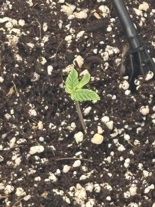 Bangi Haze x Tom Hill Haze regular. Week 1