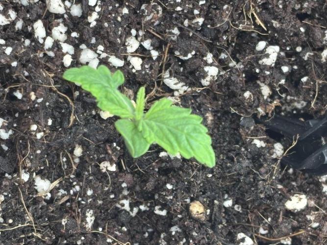 Bangi Haze x Tom Hill Haze regular. Week 1