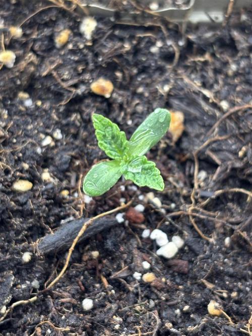 Bangi Haze x Tom Hill Haze regular. Week 1