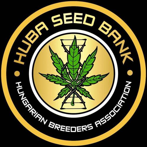Bangi Haze x Tom Hill Haze regular. Week 0 - Mitglied im Ambassador-Programm von Huba-Seed Bank