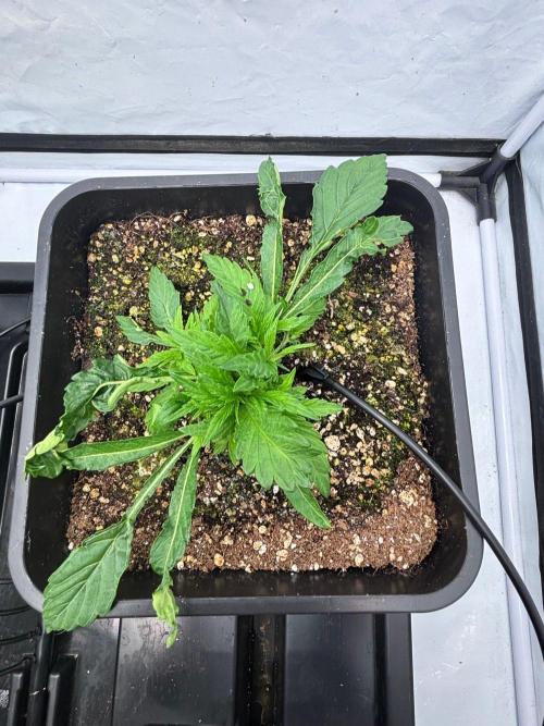 Home Grow Box AQ 120 x 120 x 200. Week 5