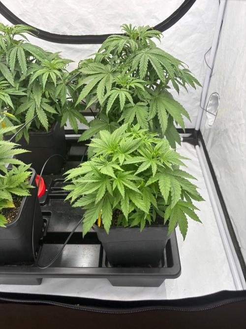 Bangi Haze x Tom Hill Haze regular. Week 5 - plants recovered after better watering and nutricients