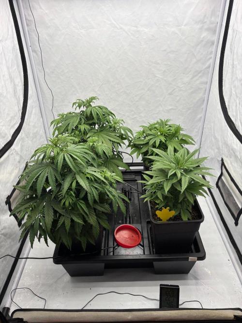 Bangi Haze x Tom Hill Haze regular. Week 5