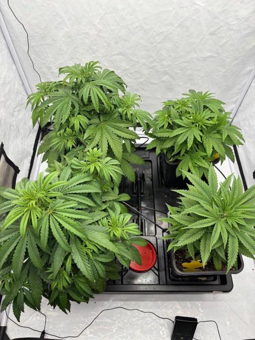 Bangi Haze x Tom Hill Haze regular. Week 5
