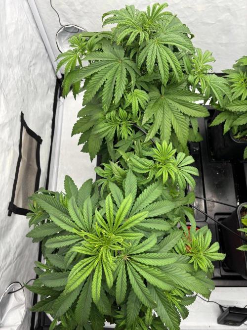 Bangi Haze x Tom Hill Haze regular. Week 5