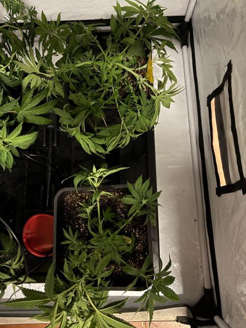 Bangi Haze x Tom Hill Haze regular. Week 5
