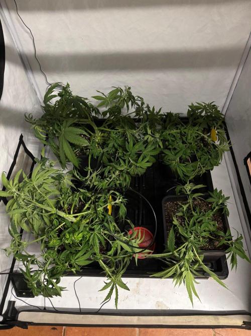 Bangi Haze x Tom Hill Haze regular. Week 5