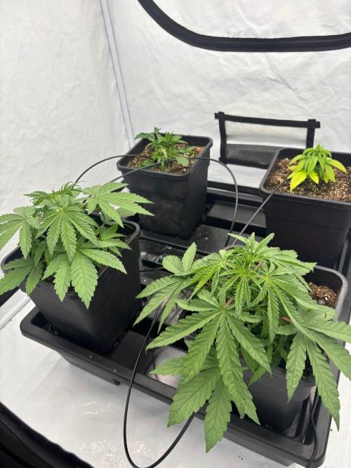 Bangi Haze x Tom Hill Haze regular. Week 4