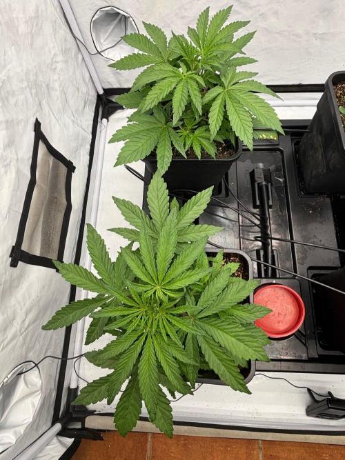 Bangi Haze x Tom Hill Haze regular. Week 4