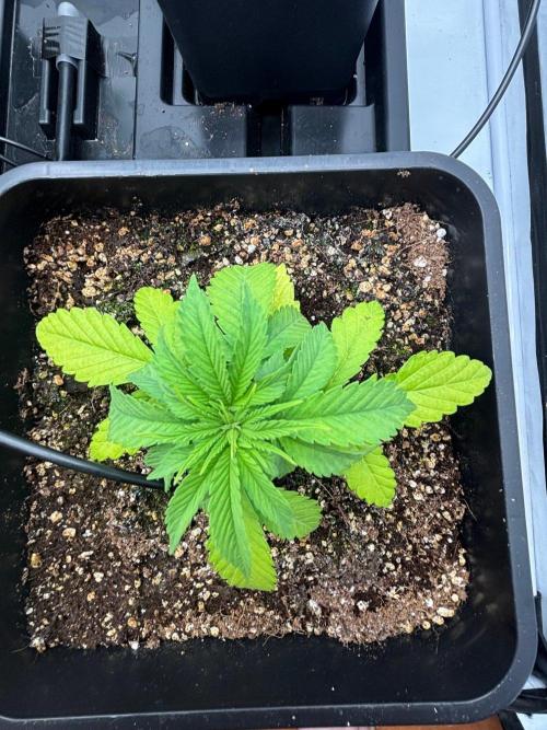 Bangi Haze x Tom Hill Haze regular. Week 4