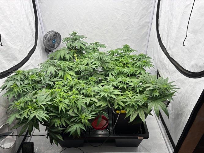 Bangi Haze x Tom Hill Haze regular. Week 6 - ein kurzes Video zu meinen vier Pflanzen/Damen