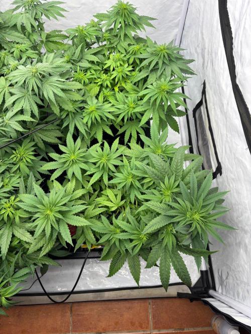 Bangi Haze x Tom Hill Haze regular. Week 6 - das LST haben alle vier Pflanzen gut vertragen und es zeigen sich viele Triebe