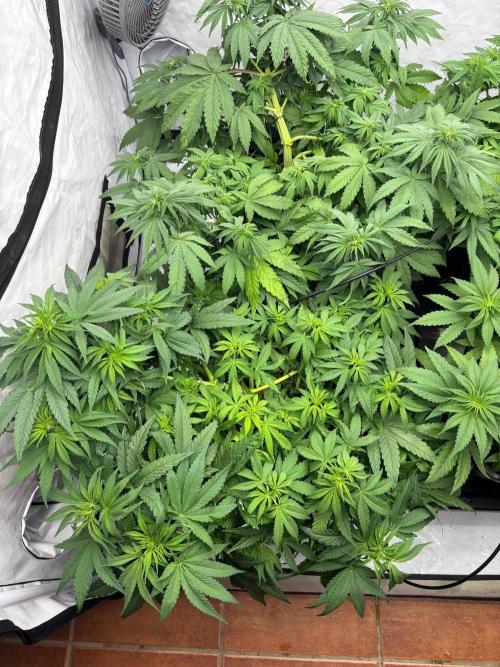 Bangi Haze x Tom Hill Haze regular. Week 6 - ich habe nicht getoppt, weil der Hauptstamm schon sehr stark war.