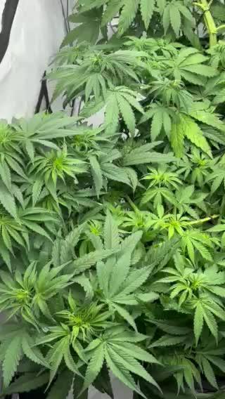 Bangi Haze x Tom Hill Haze regular