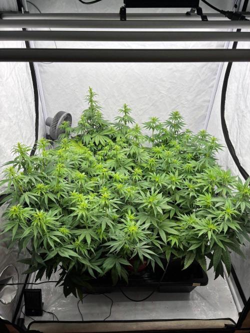 Bangi Haze x Tom Hill Haze regular. Week 7 - Die Pflanzen zeigen jetzt deutlich ihr Geschlecht