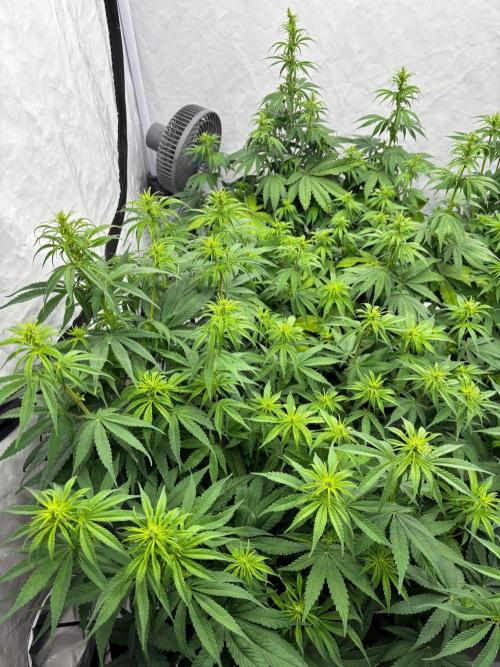 Bangi Haze x Tom Hill Haze regular. Week 7 - Ich habe drei Jungen und eine Dame