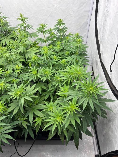 Bangi Haze x Tom Hill Haze regular. Week 7 - Ich werde eine kleine Erhaltungszucht starten