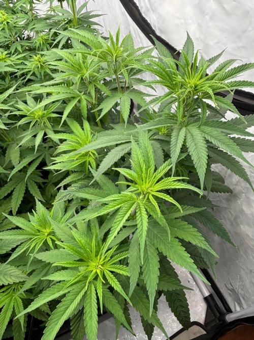 Bangi Haze x Tom Hill Haze regular. Week 7 - Die Genetik möchte ich auf jeden Fall in meinem Bestand halten.